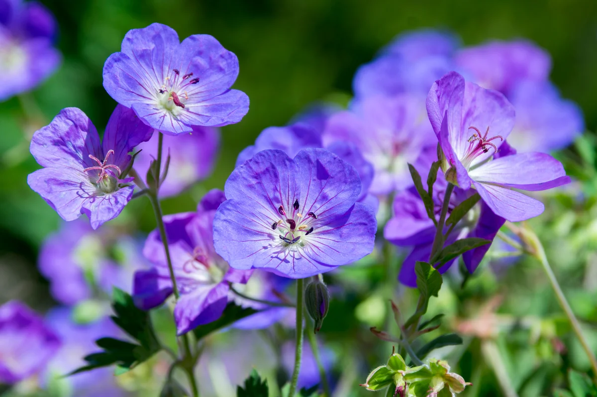 Rozanne perennial flower