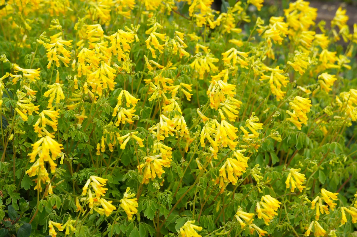 yellow fumitory perennial flower