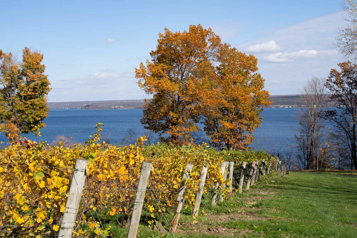vineyard finger lakes new york