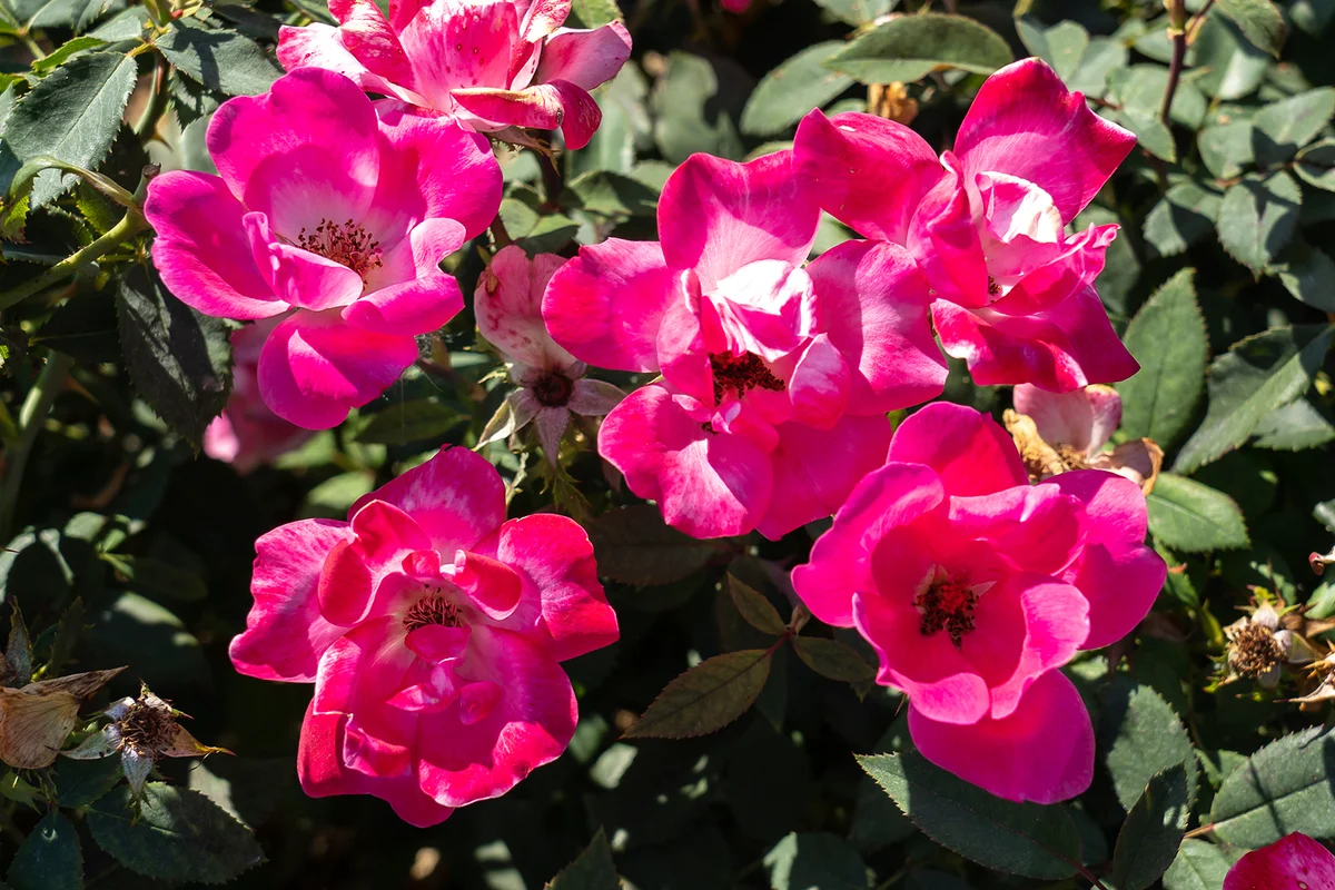 Pink Knock Out Rose flower in field, Ontario, Canada