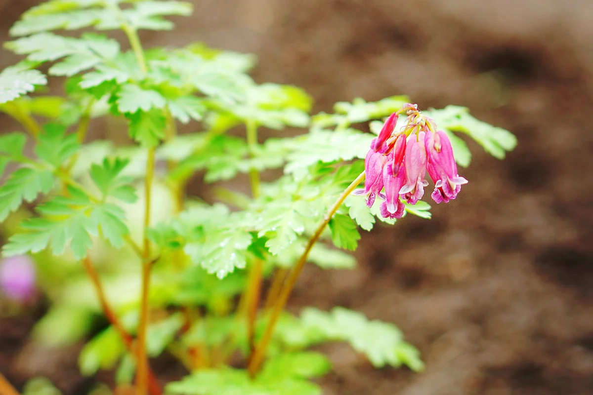 Dicentra Luxuriant (Fern Leaf Bleeding Heart) in spring garden