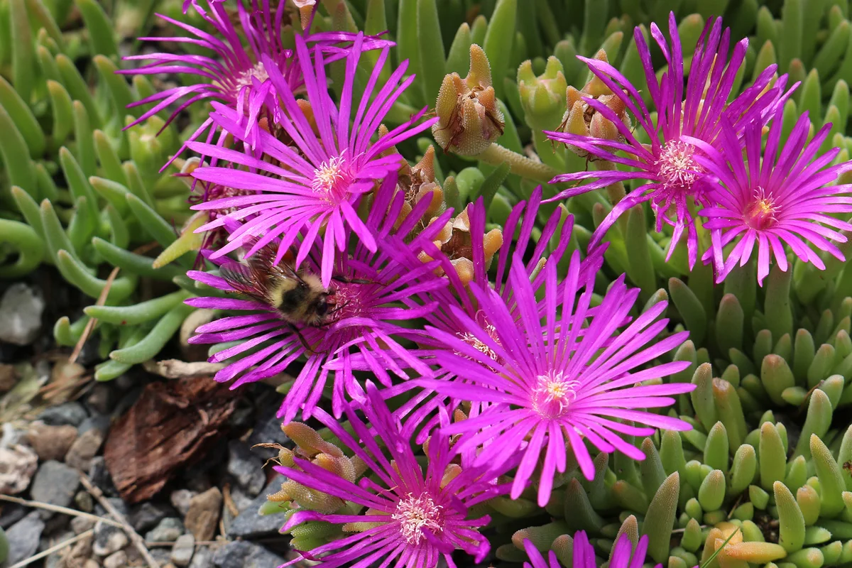 The hardy ice plant (Delosperma) is a succulent ground cover that blooms from late spring into fall