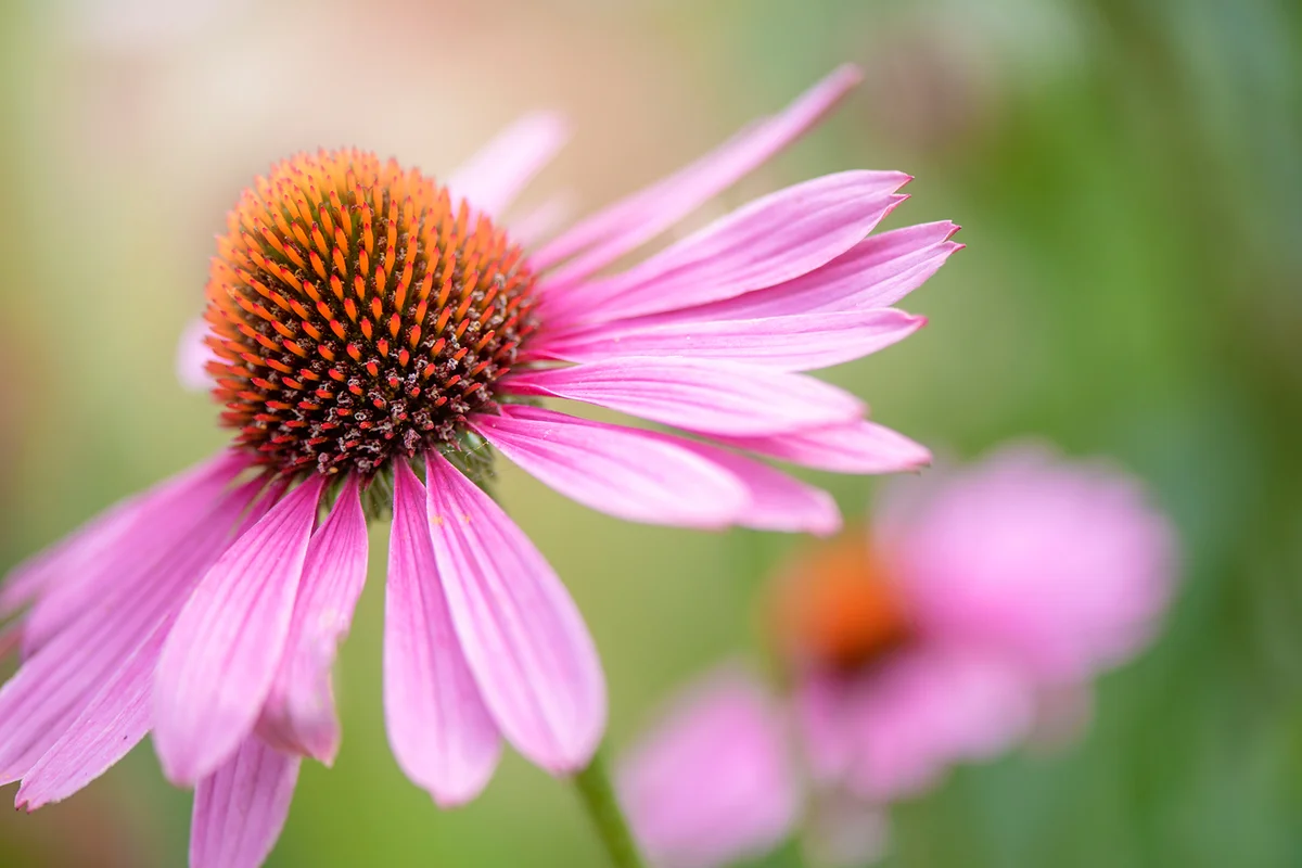 Close-up image of the beautiful, summer flowering pink Echinacea purpurea flower also known as the Coneflower