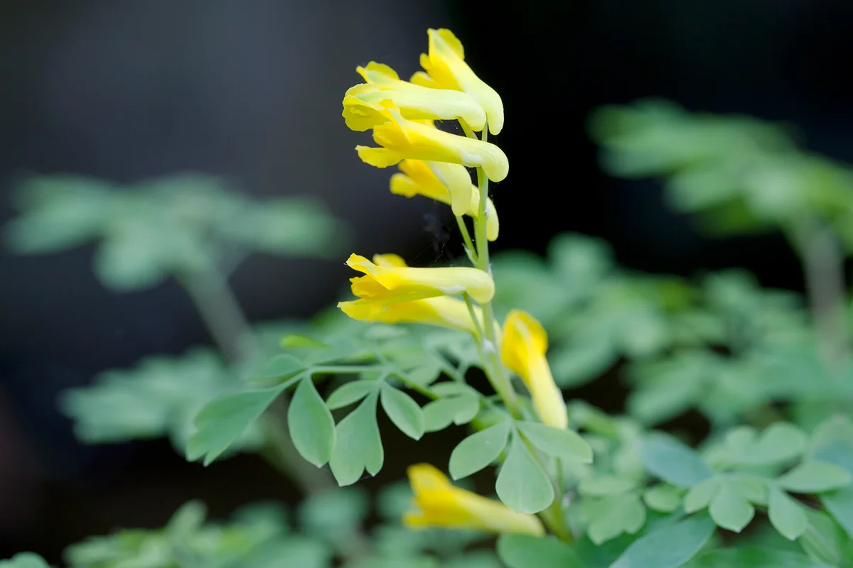 Yellow Corydalis (C. lutea)