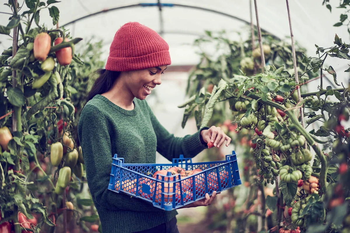 Woman collecting vine tomatoes from cumminity allotment