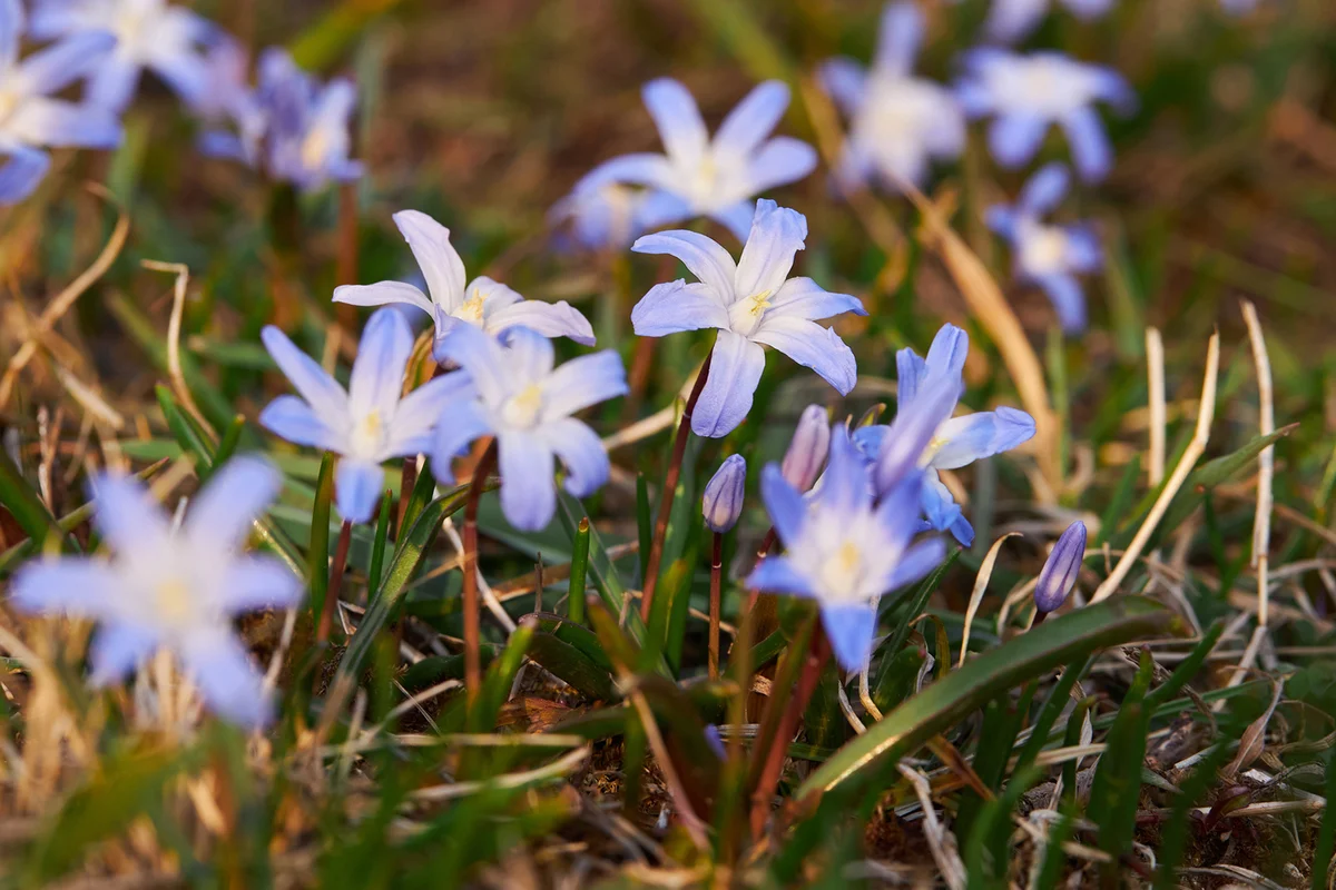 Blooming blue scilla luciliae (Chionodoxa luciliae) flowers