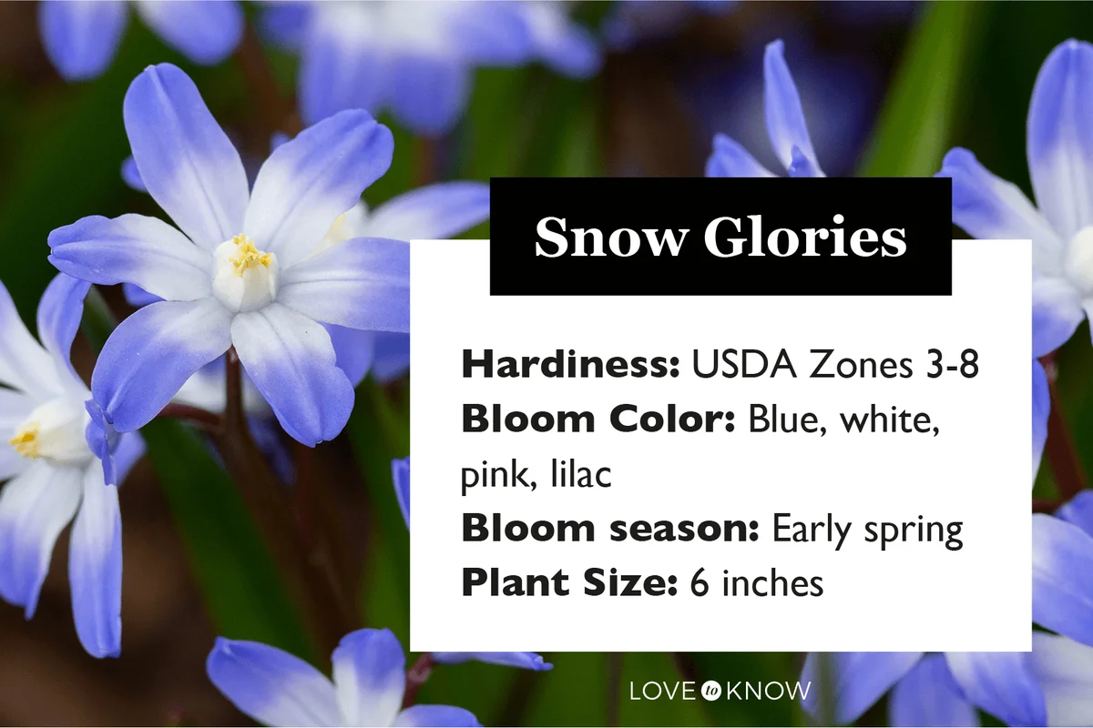 Snow Glories Characteristics