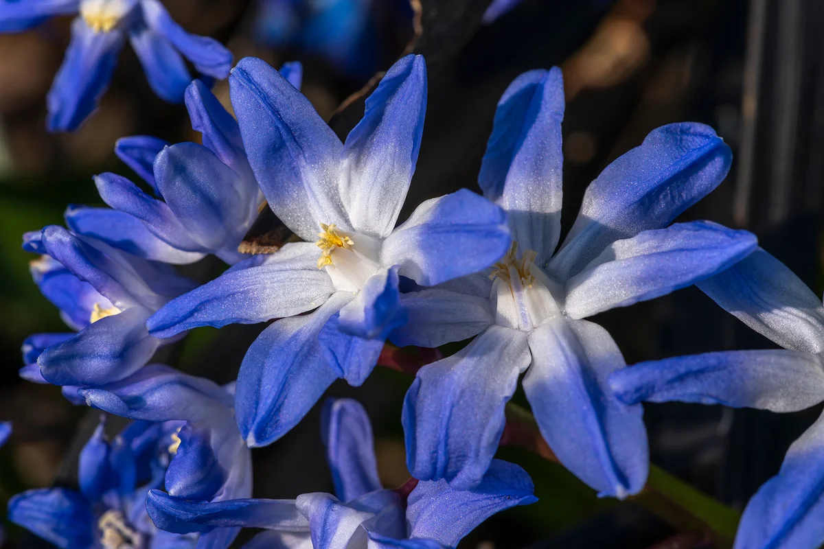 Glory of the snow (Chionodoxa luciliae)