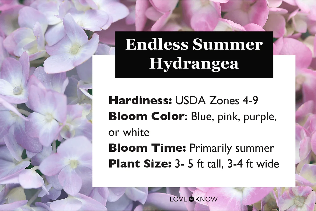 Endless Summer Hydrangea Characteristics