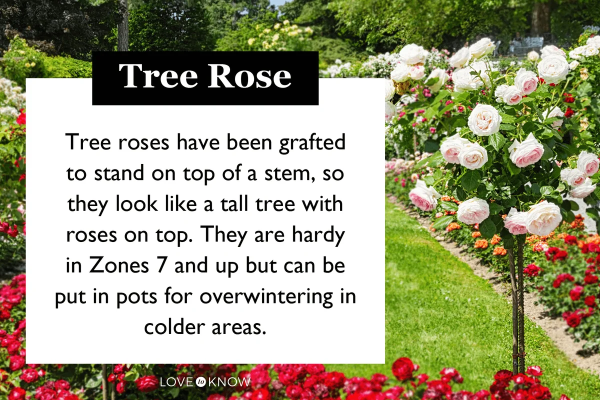 Rose Tree Characteristics