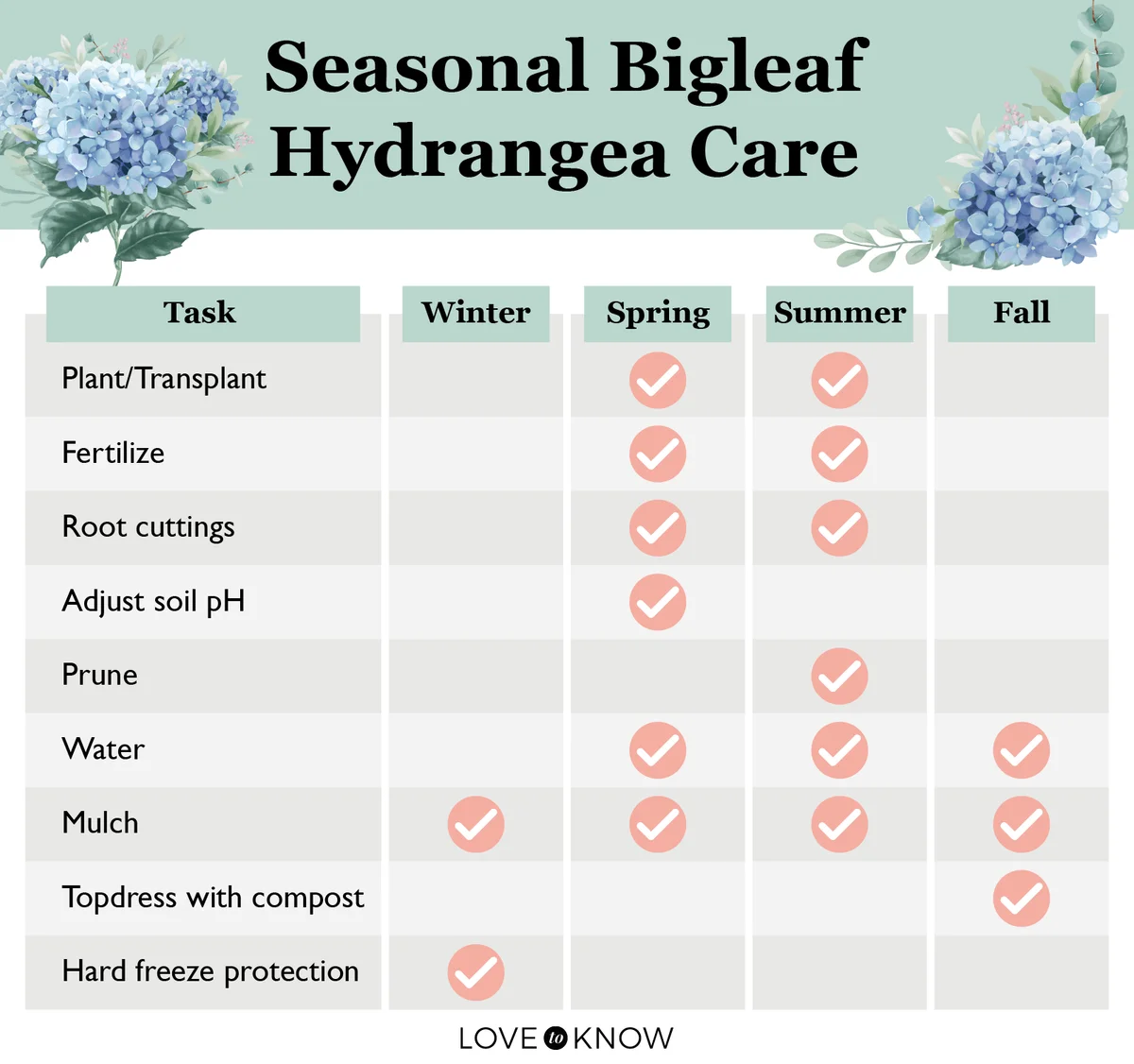 Seasonal Bigleaf Hydrangea Care Infographic