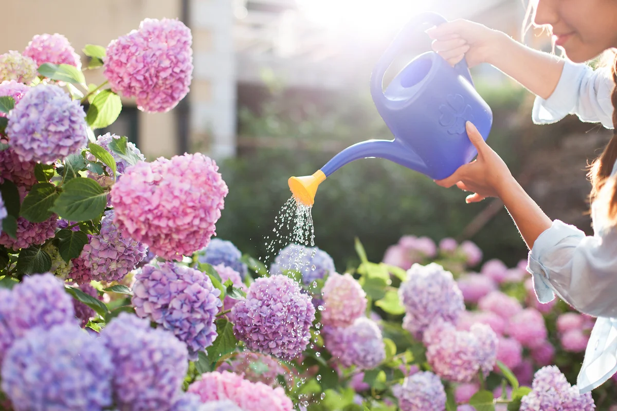 Gardening in bushes of hydrangea