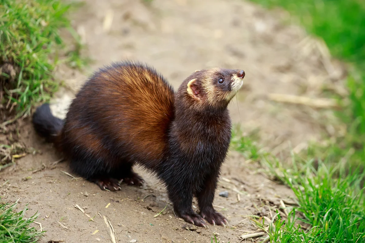 Close-Up Of Ferret On Field