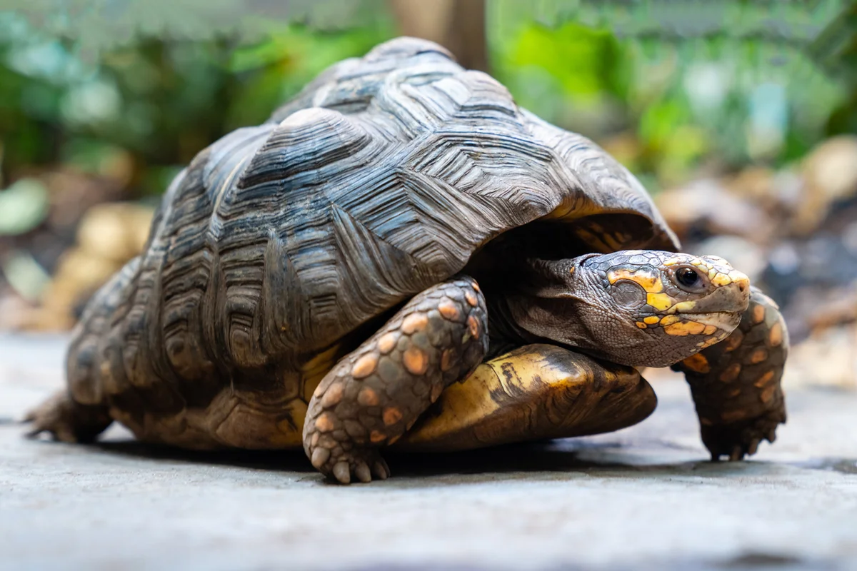 Yellow-footed tortoise crosses a footpath