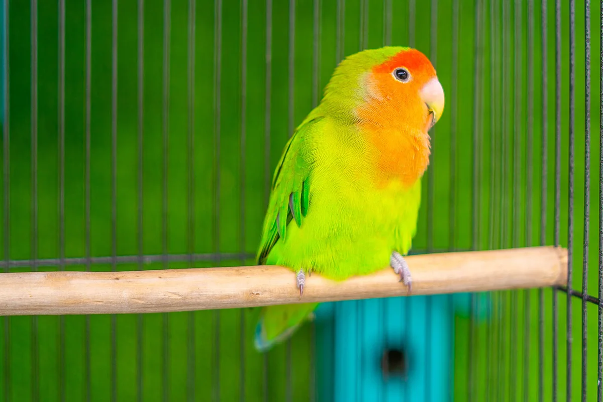 Landscape view of bird on branch
