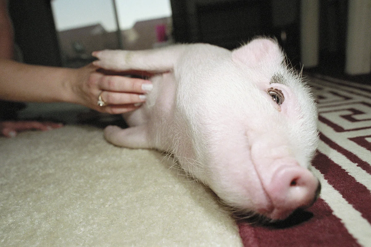 Vietnamese Pot-Bellied Pig Having Stomach Tickled