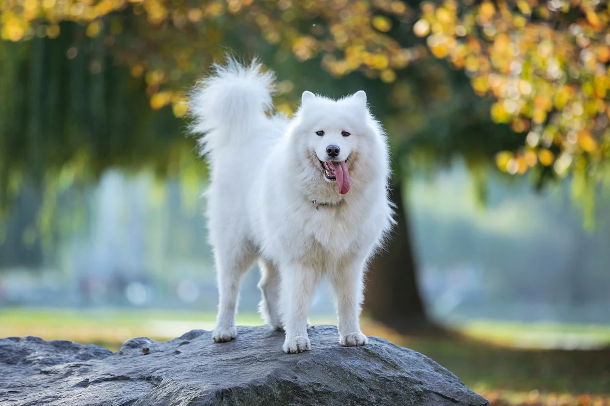 Samoyed dog standing on rock in autumn park