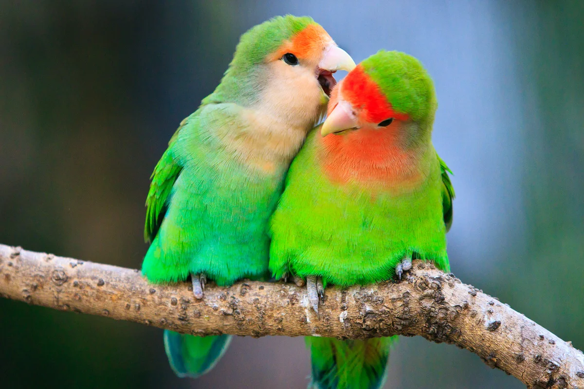 Two peace-faced lovebird
