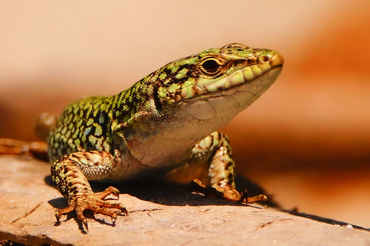 Close-up of common wall lizard on wood