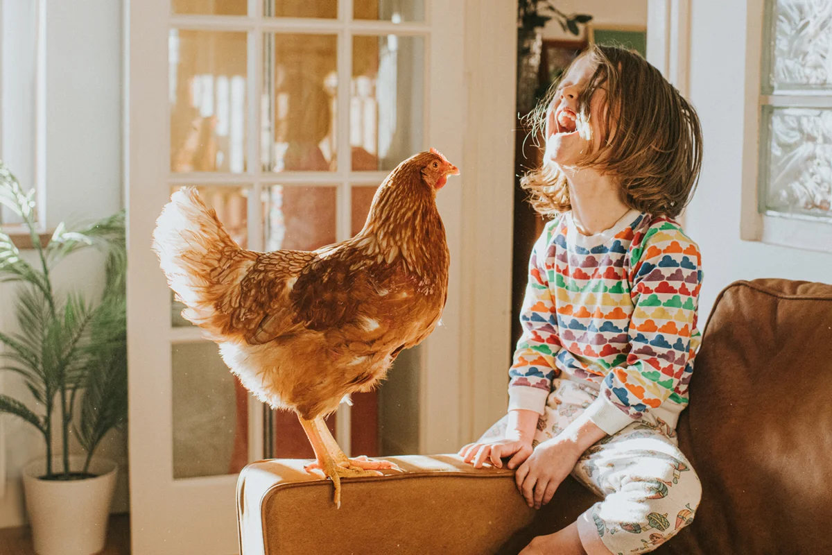 Chicken and a Happy Child together on a Leather Sofa in a Sunny Domestic Room