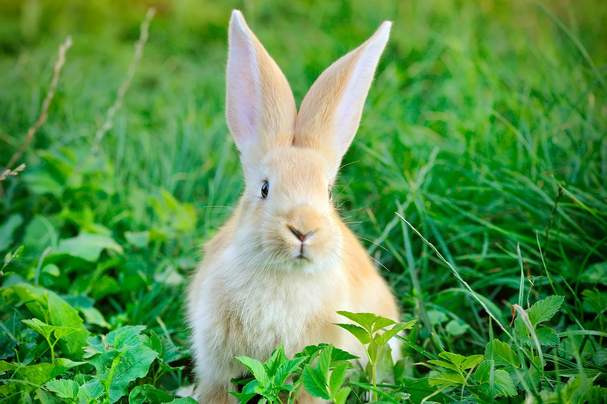 Little rabbit in green grass