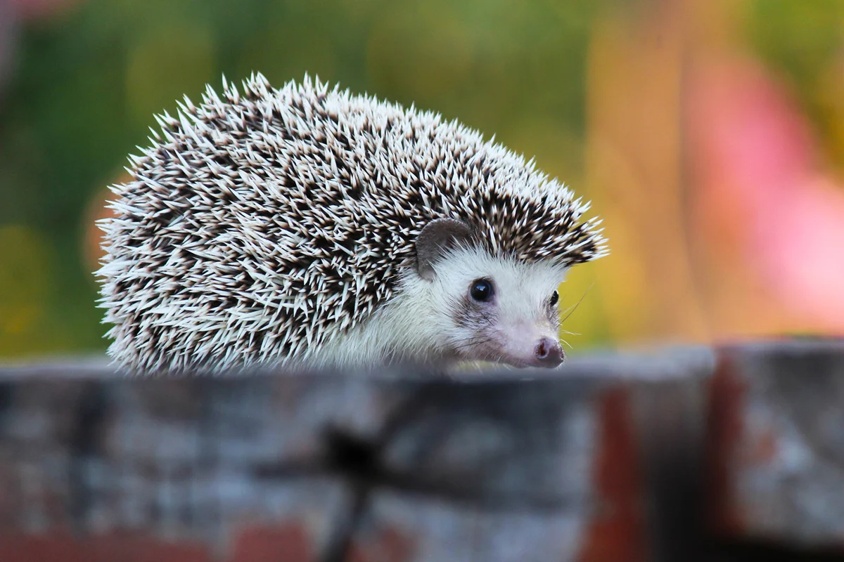 Cute hedgehog