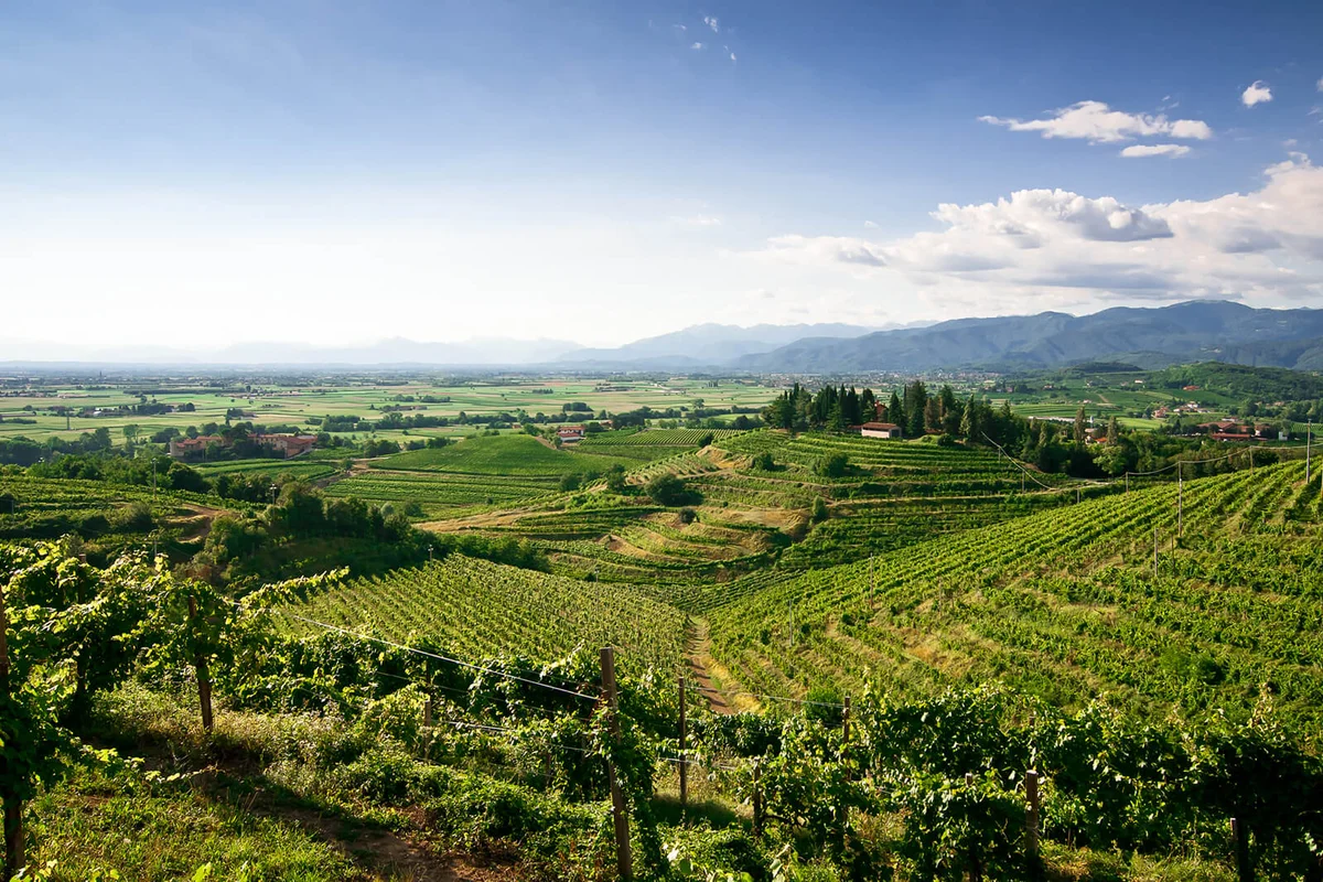 Elevated landscape view of vineyards