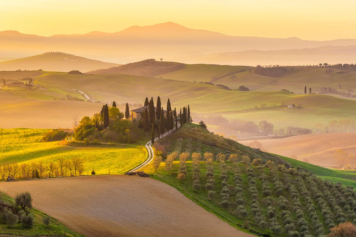 olive gardens and small vineyard under rays of morning sun