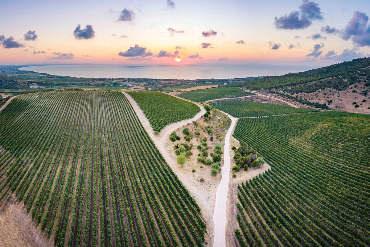 Vineyards by the sea, sunset aerial panoramic view. Sardinia, Italy