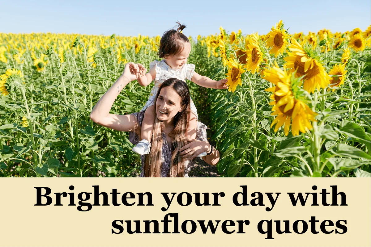 Sunflower quotes