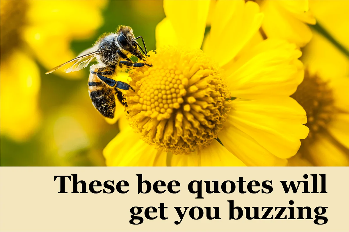Bee quotes
