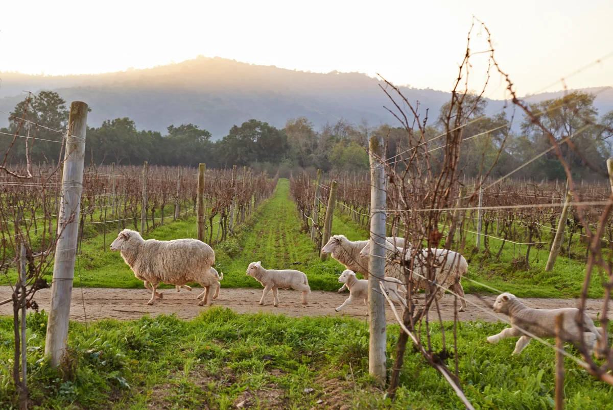 sheep in wine vineyard