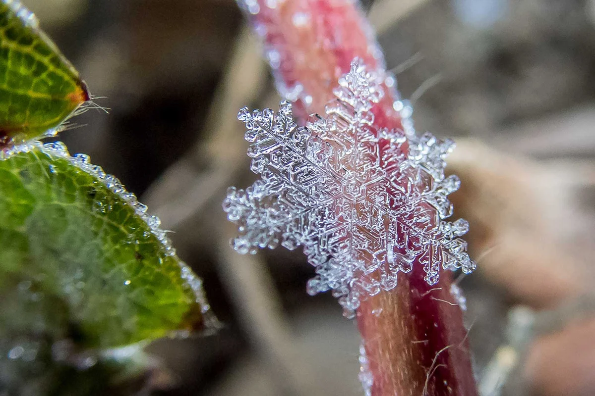 snowflake on plant