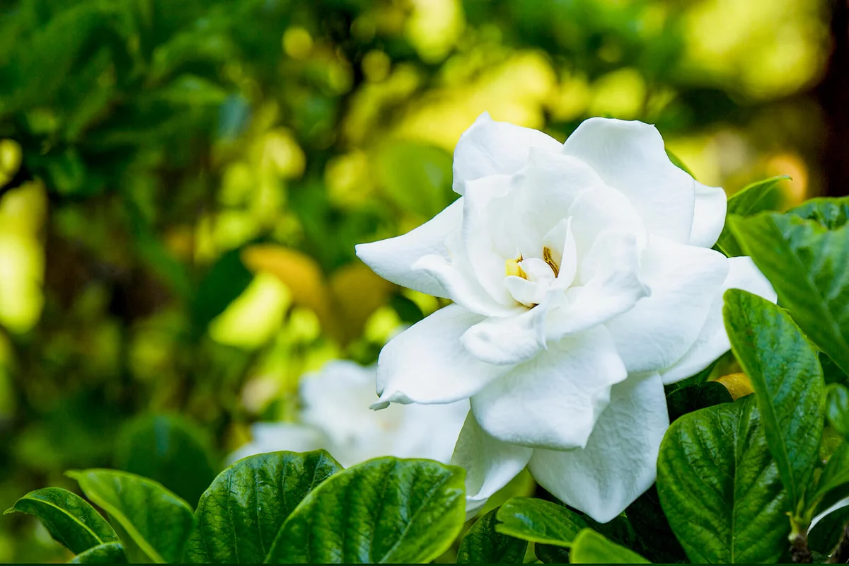 White gardenia flower on bush close up
