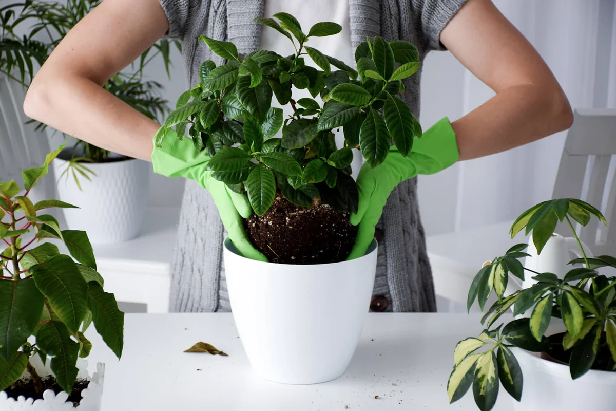 Woman is replanting gardenia plant