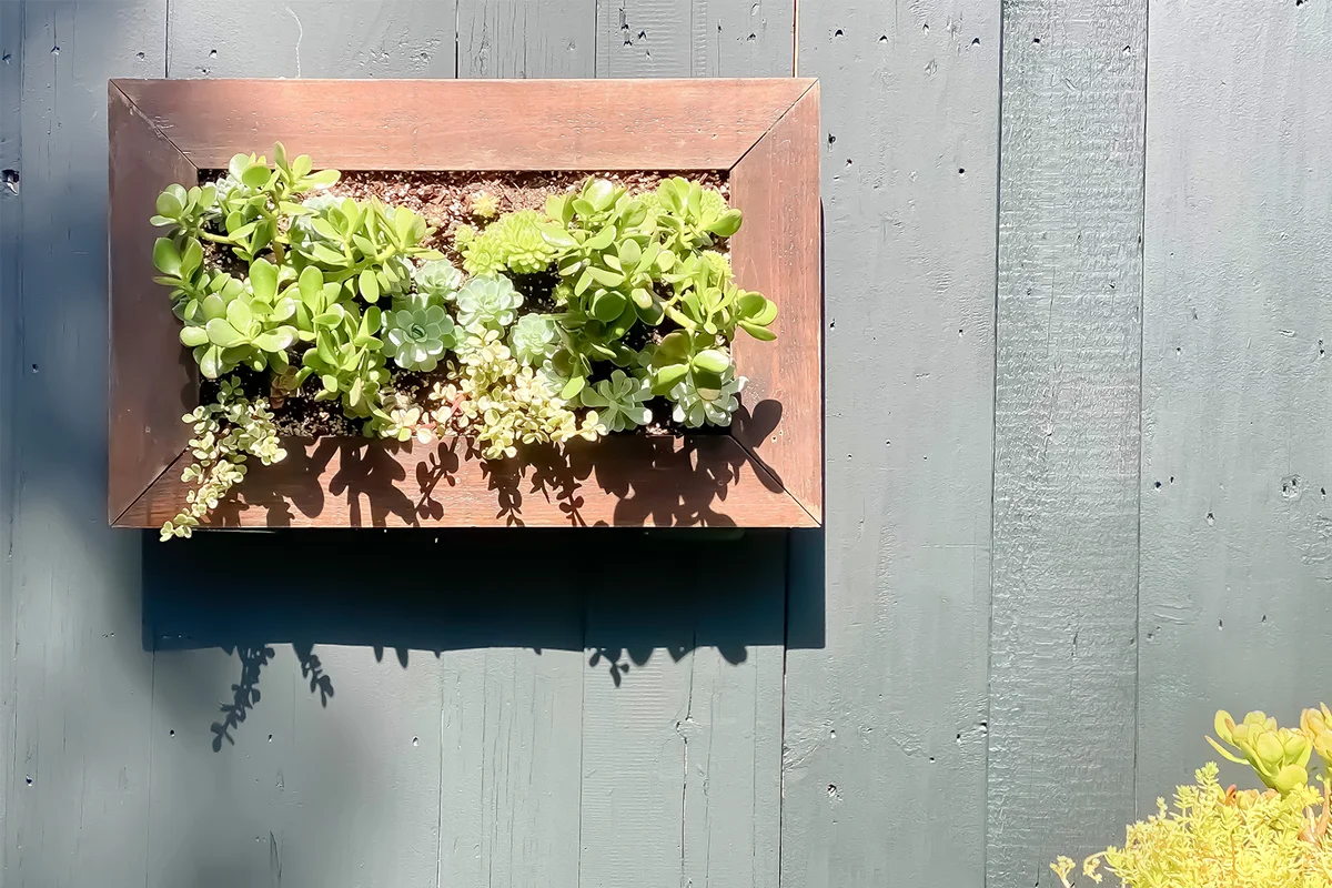 outdoor vertical garden living wall art of succulent plants