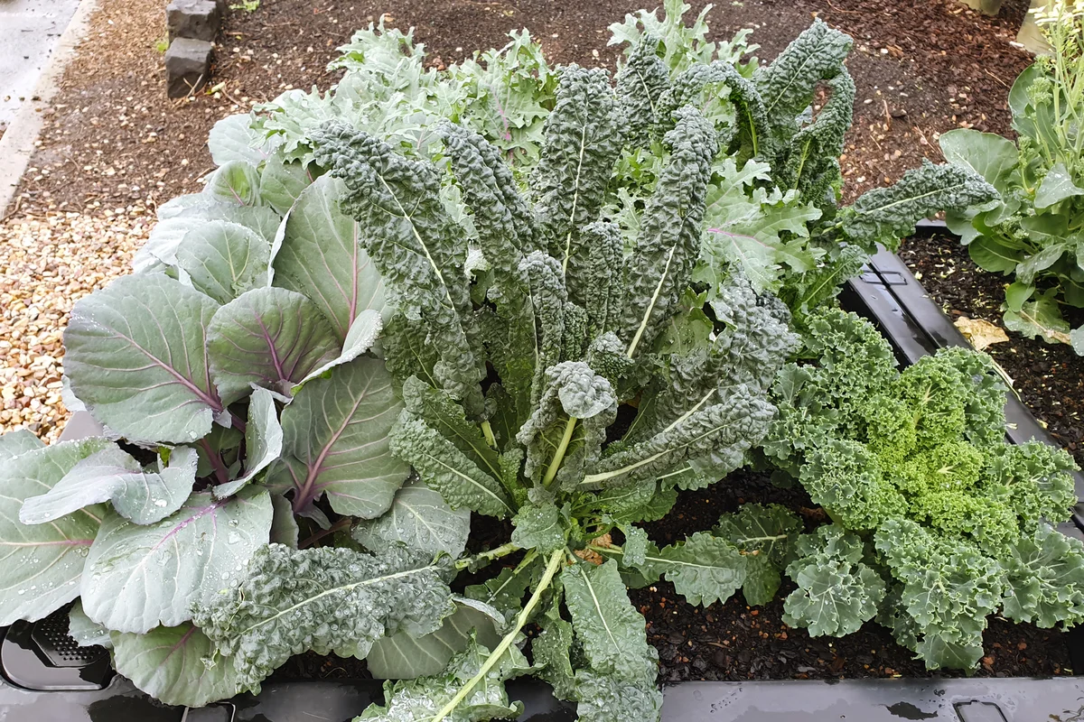 Brassicas vegetable patch