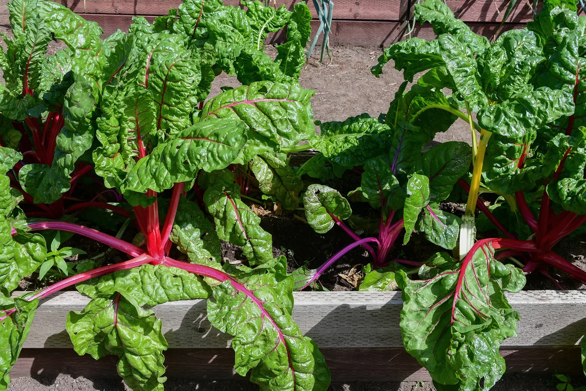 Rainbow chard growing in raised garden beds