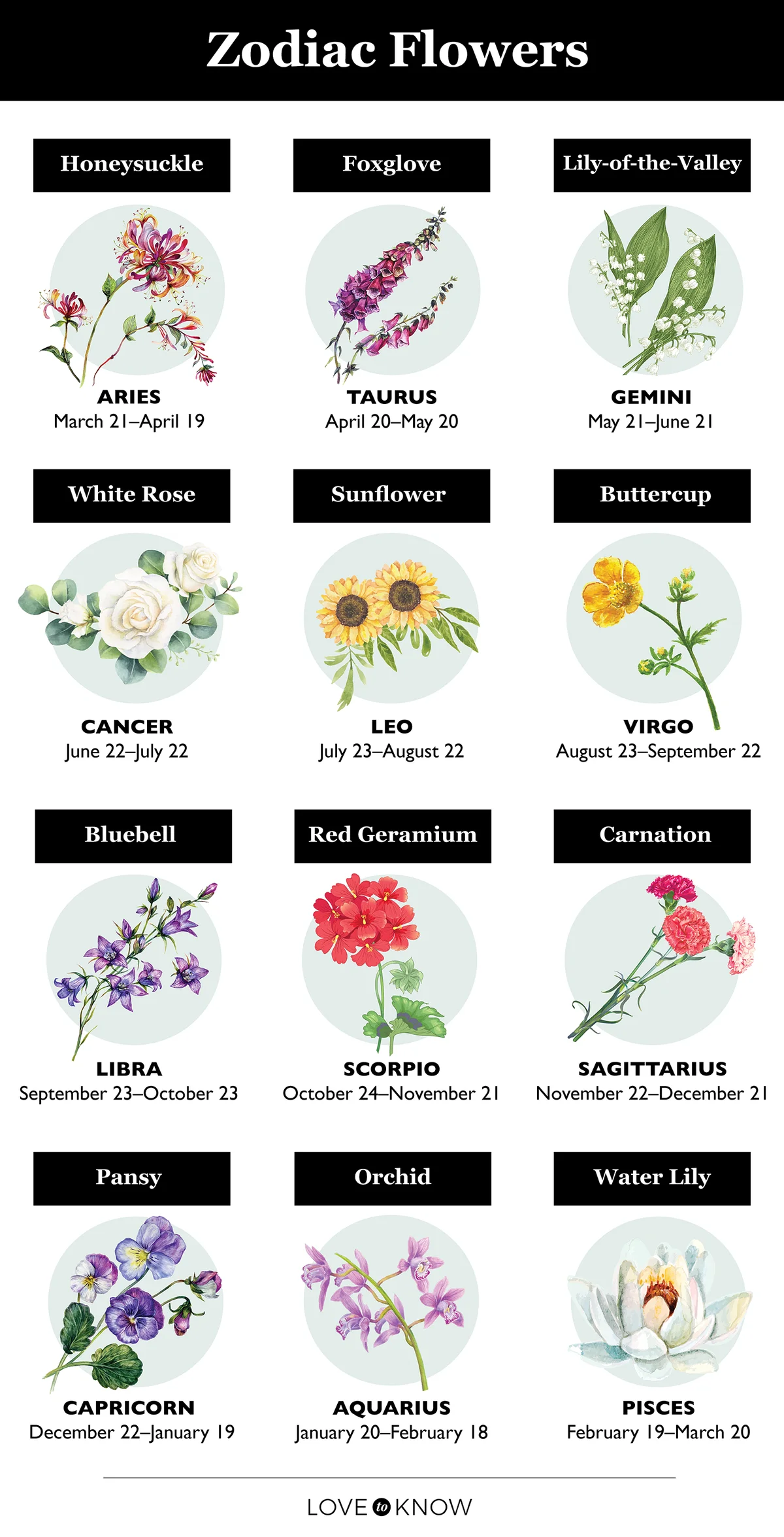Zodiac flowers infographic