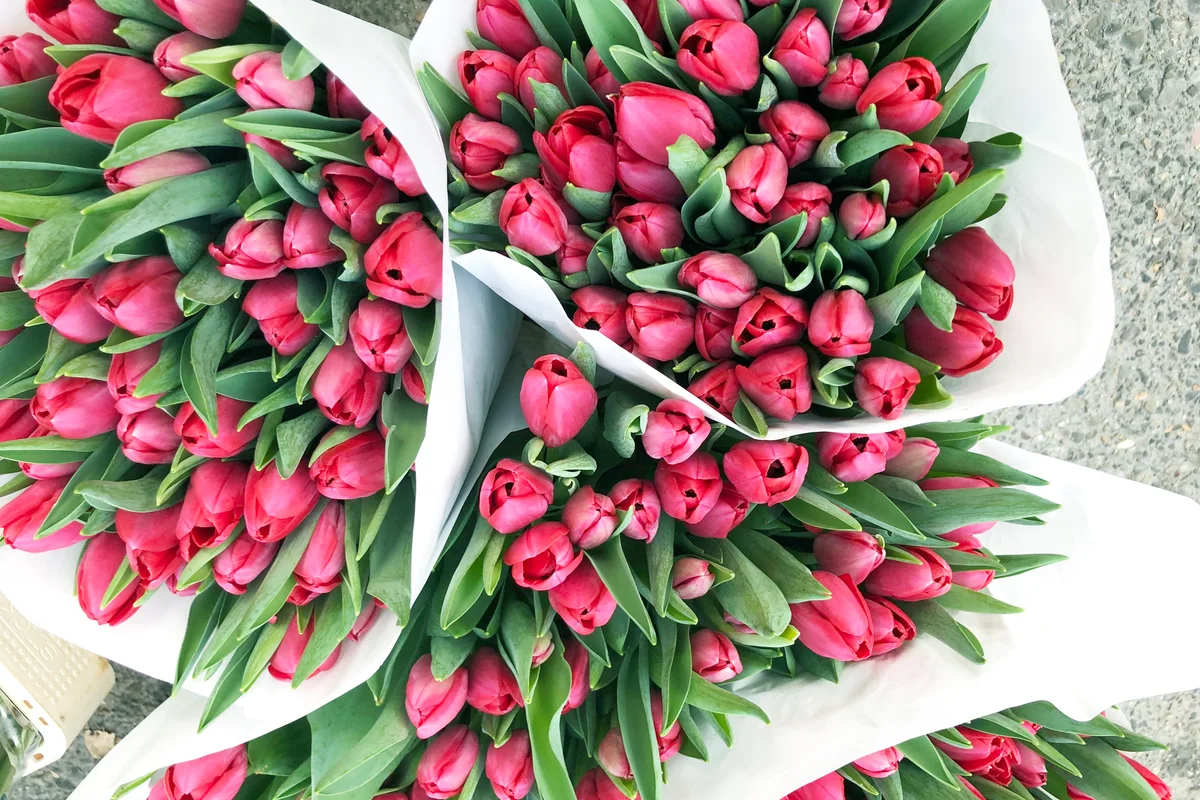 Tulips for sale at the Lindengracht Market