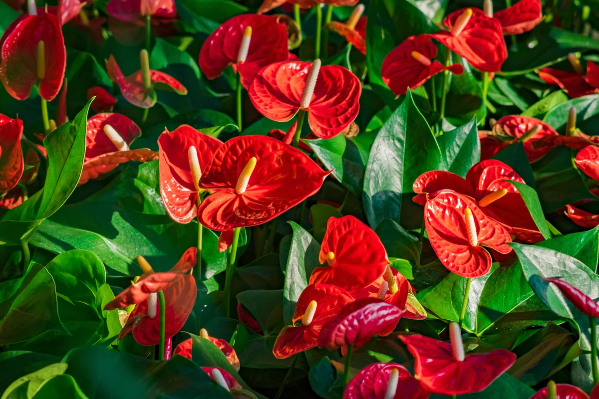 Red anthurium flowers with green leaves