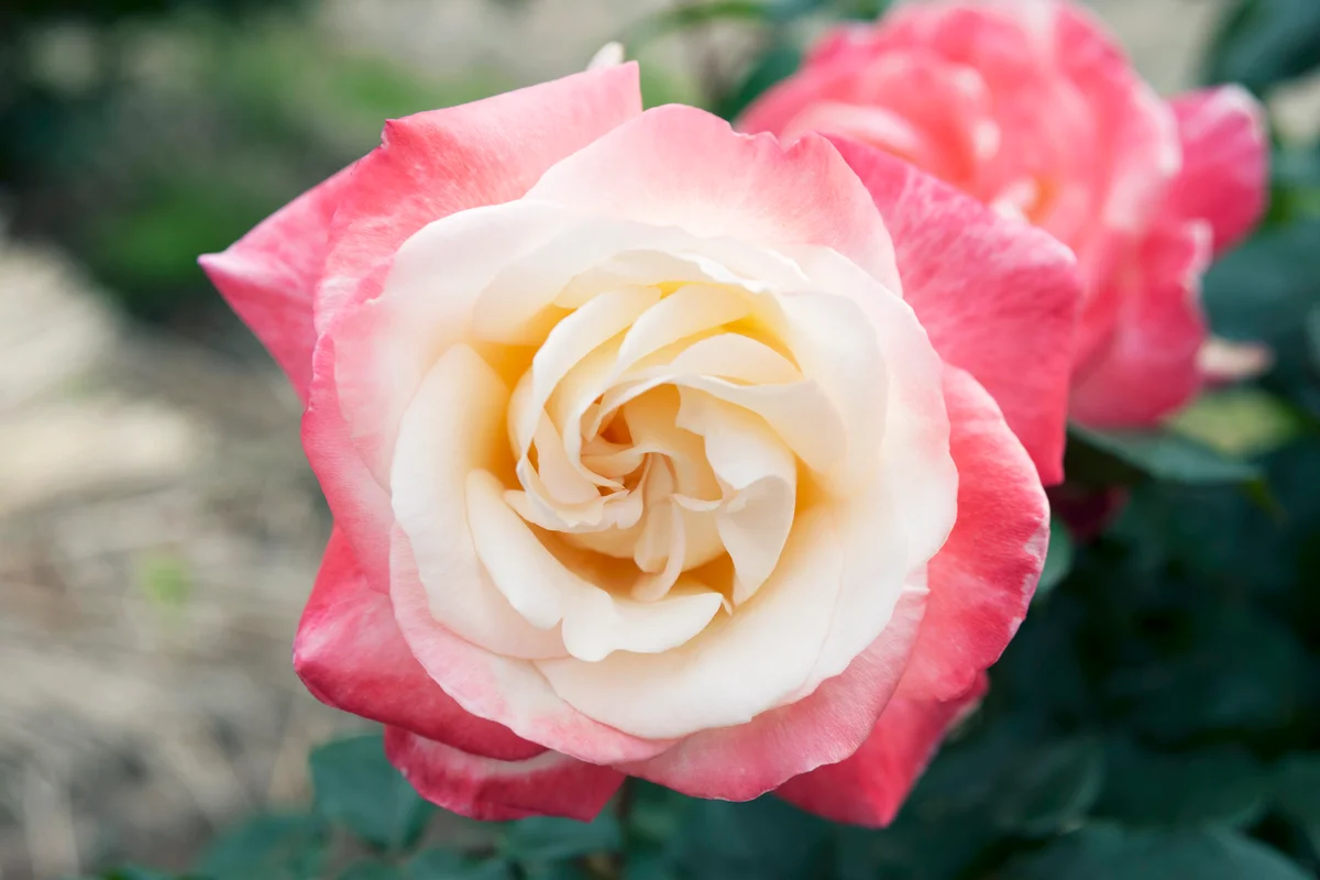 Gemini Hybrid Tea Rose flower