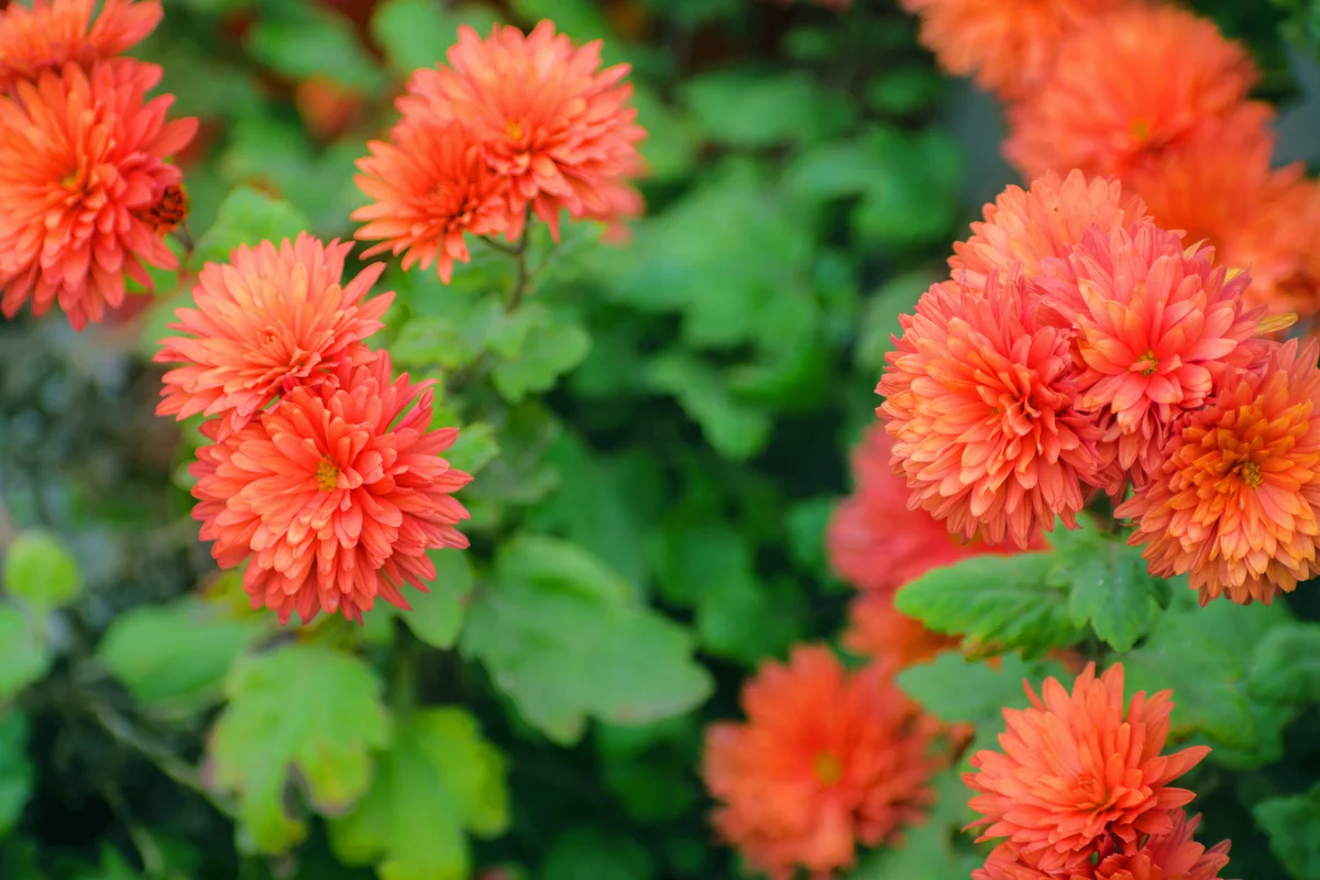 Red chrysanthemums