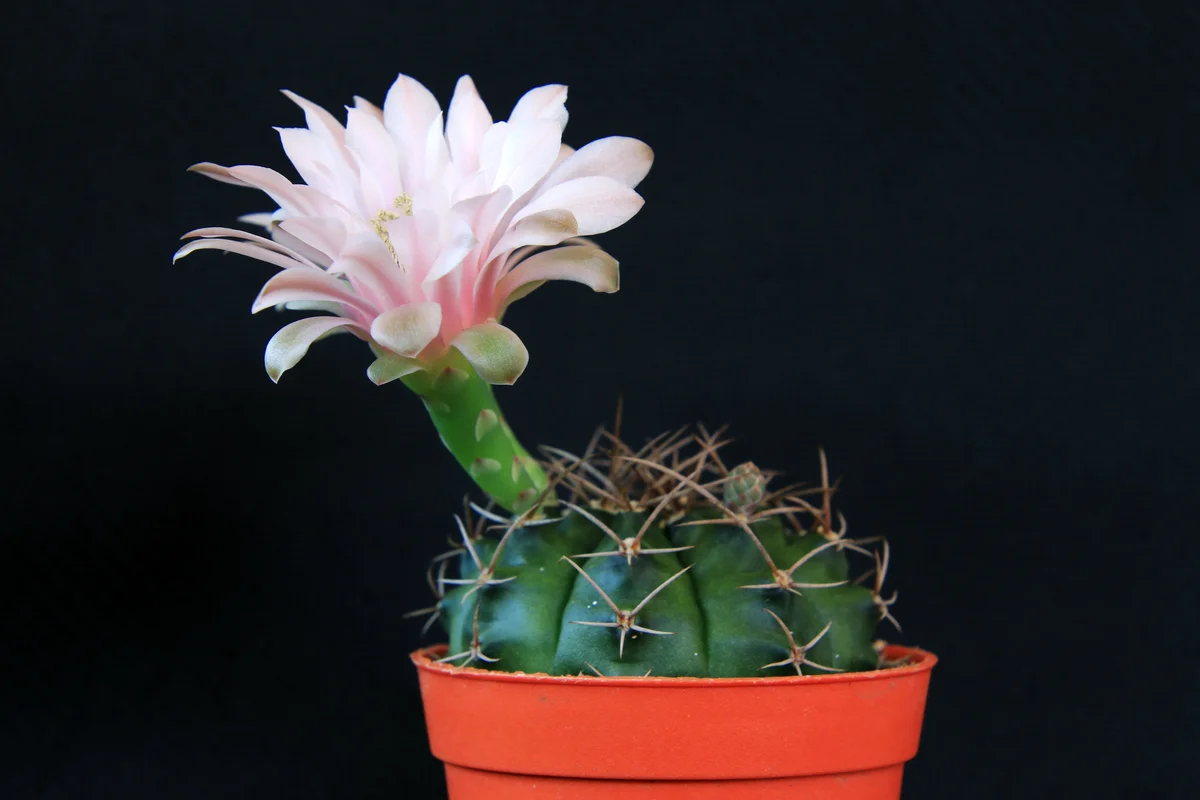 Potted Plant