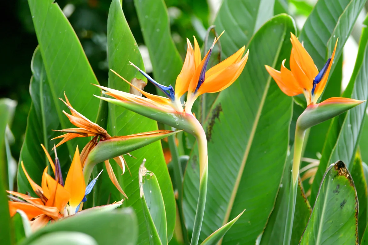 Bird of paradise flowers