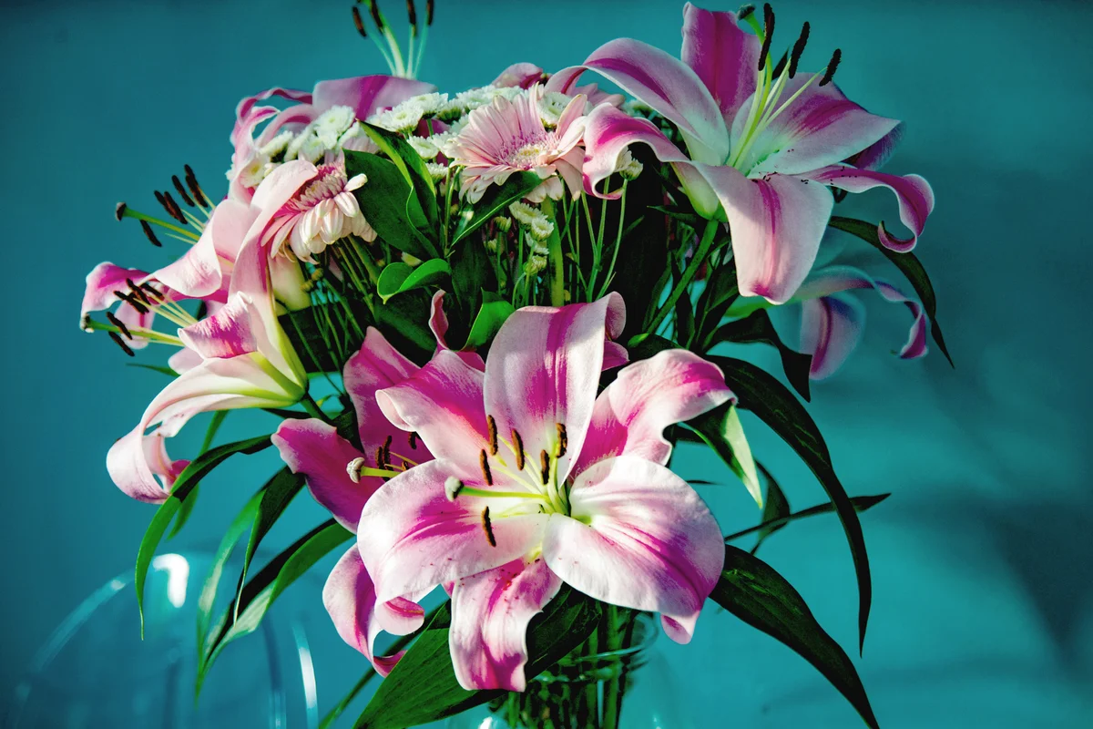Pink Stargazer Lily