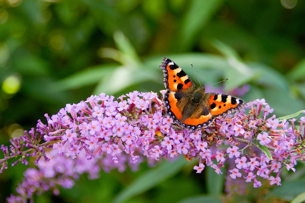 Tortoisehell Butterfly on Bush