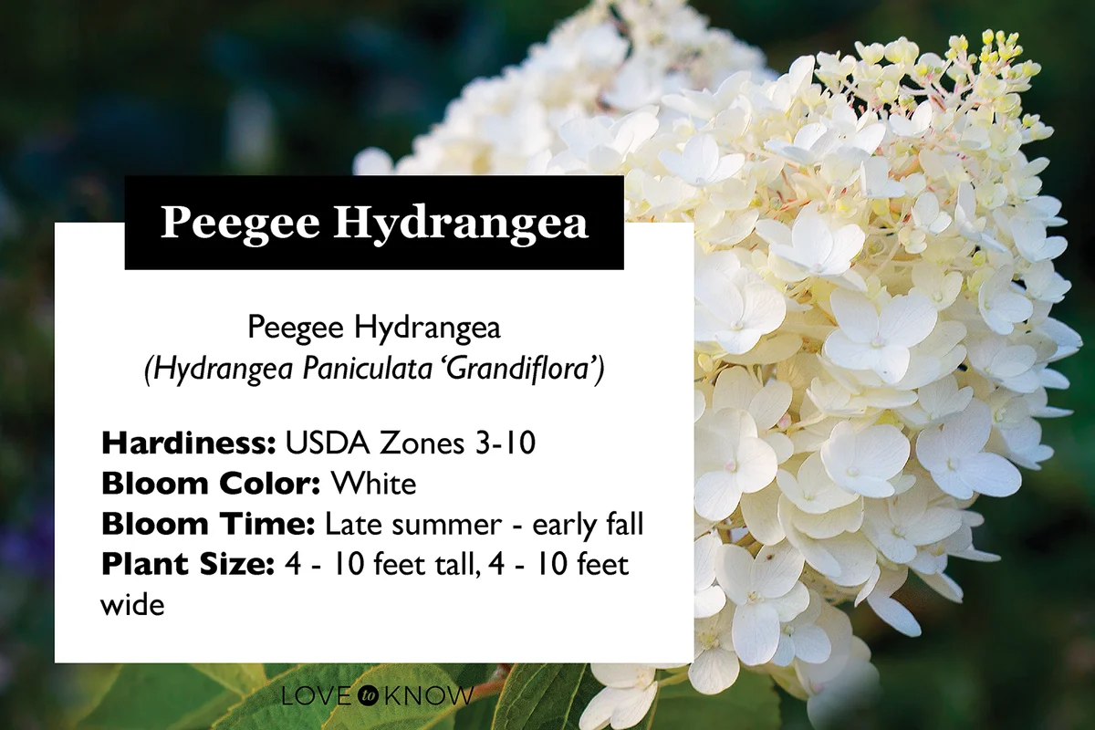 Peegee hydrangea plant profile card