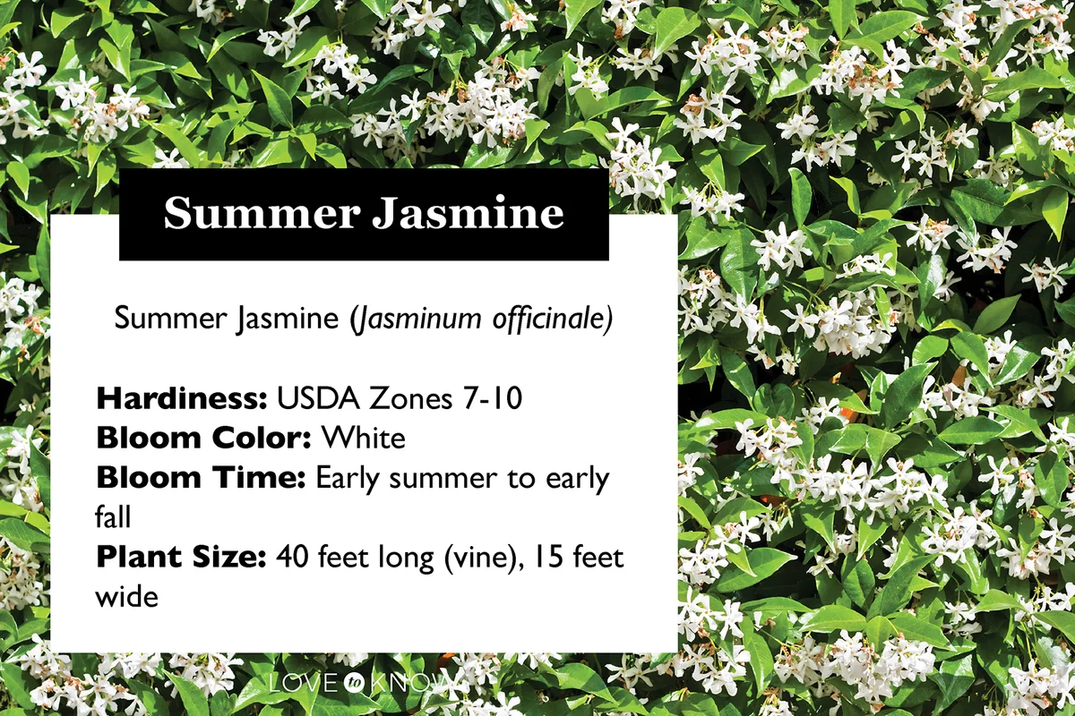 Summer jasmine plant profile card