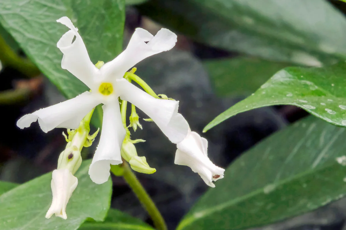 Jasminum Officinale Flower